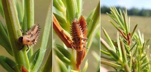 Réf. 215 146 : Exochomus quadripustulatus